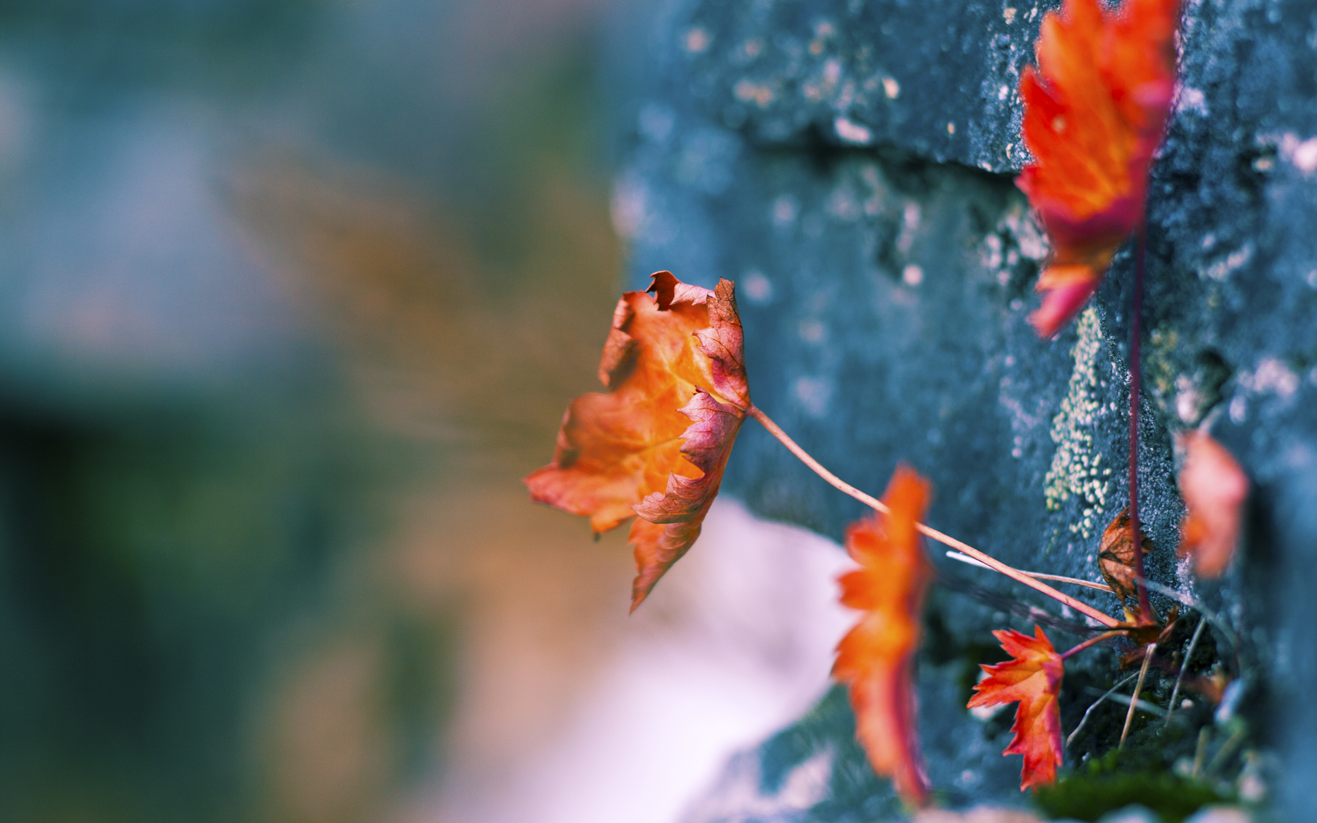 当国王利拉德孤身迎战辽宁铁骑，一人扛起一支队的宿命之战